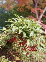 美味しそうな赤い実