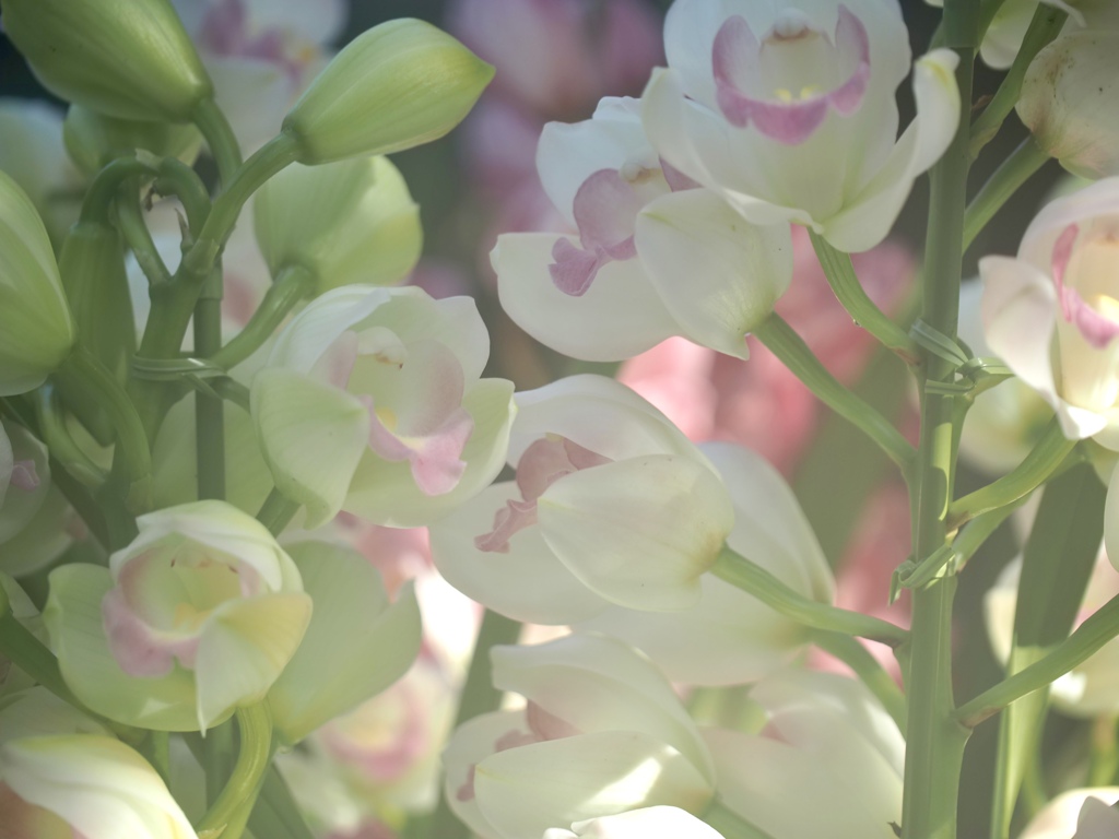 温室の花　②