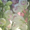 温室の花　②