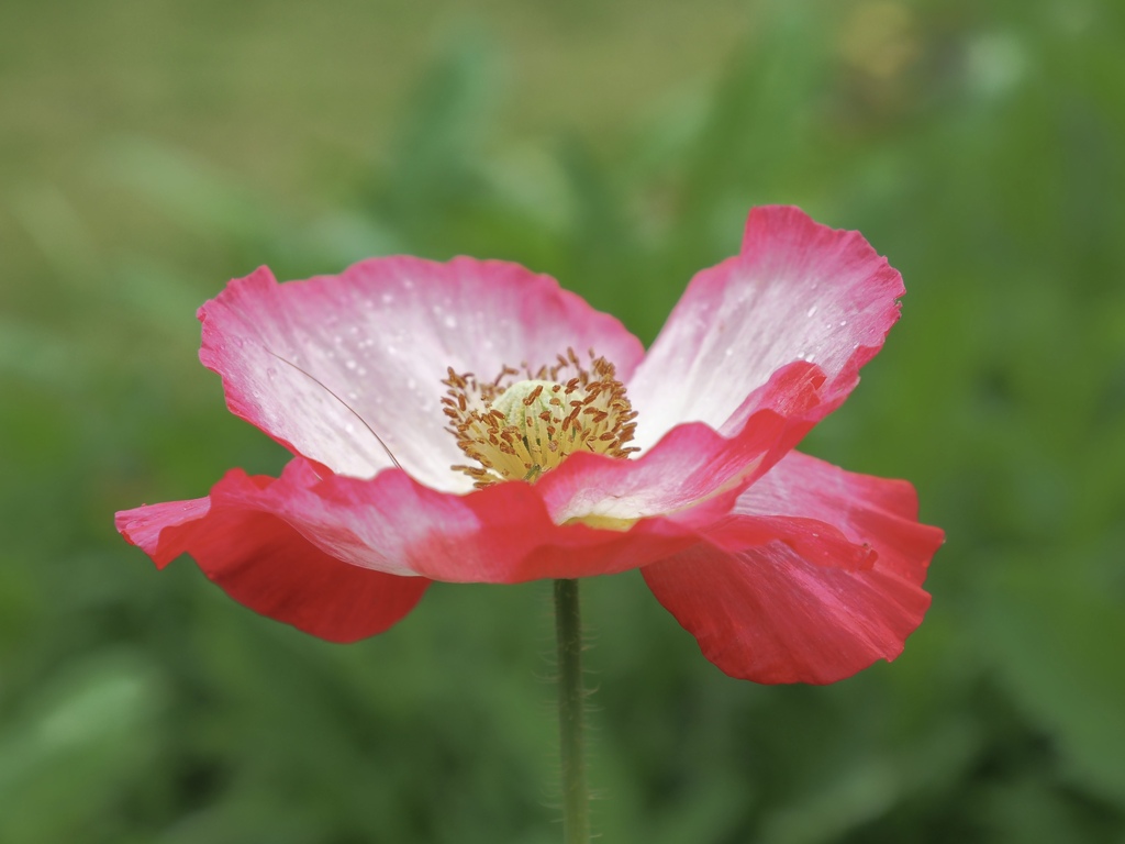 ポピー　華やか