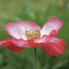 ポピー　華やか