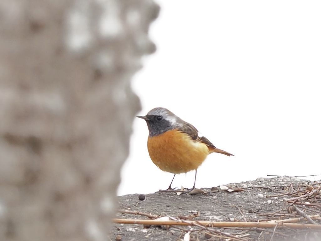 外堀にいた野鳥②