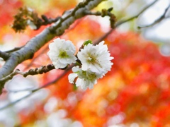 十月桜と紅葉