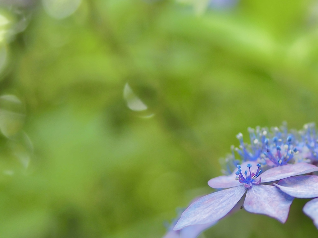 紫陽花　③