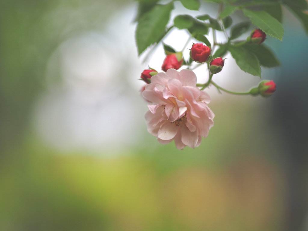 次は誰が咲く？