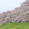 背割の桜　③