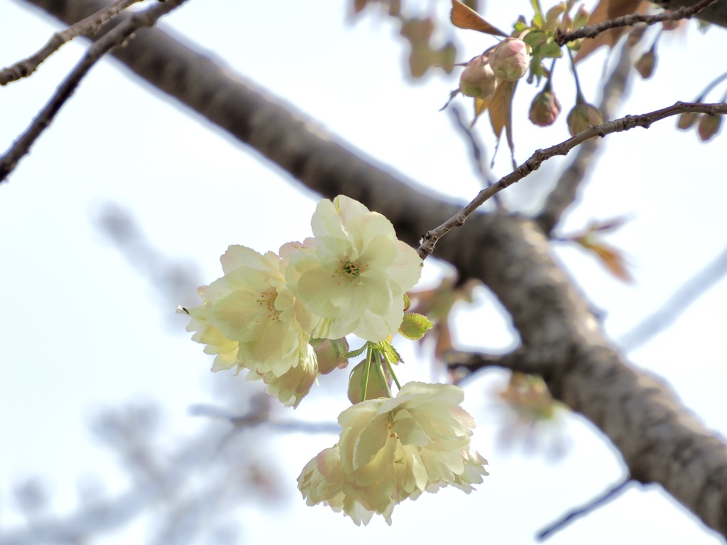 黄桜