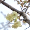 黄桜