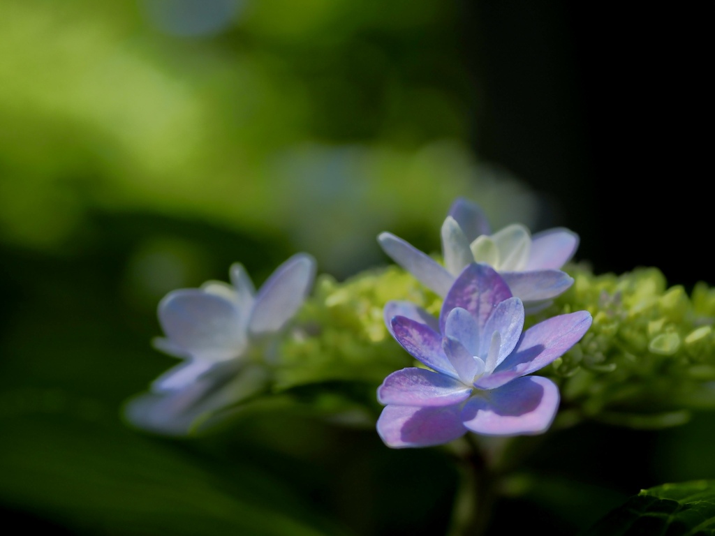 紫陽花