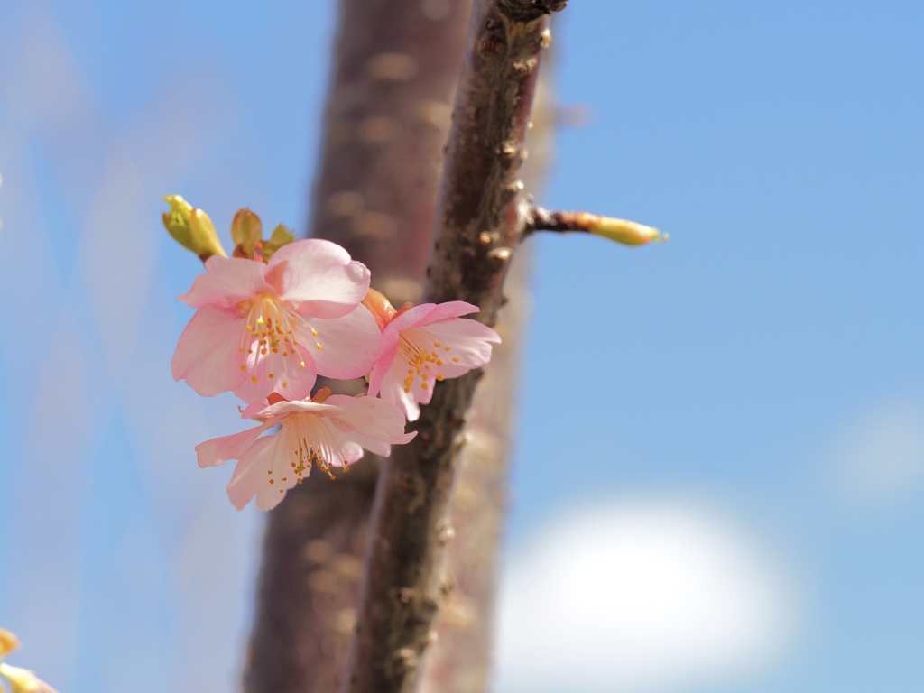 河津桜