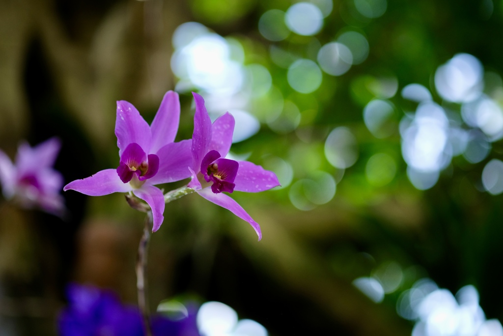 温室の花たち　①