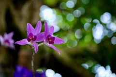 温室の花たち　①