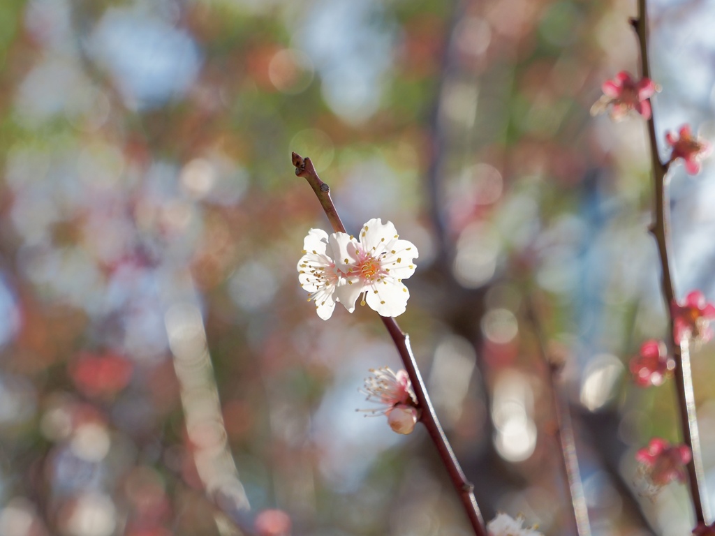 3月の光の中で