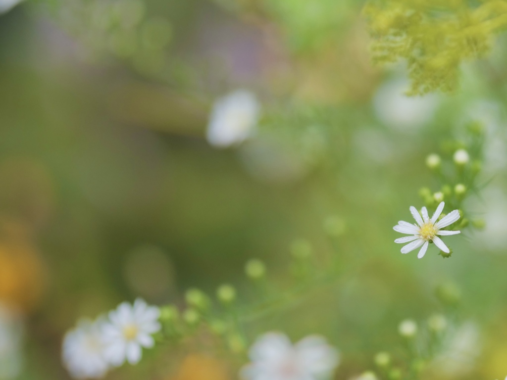 白いシオンの花