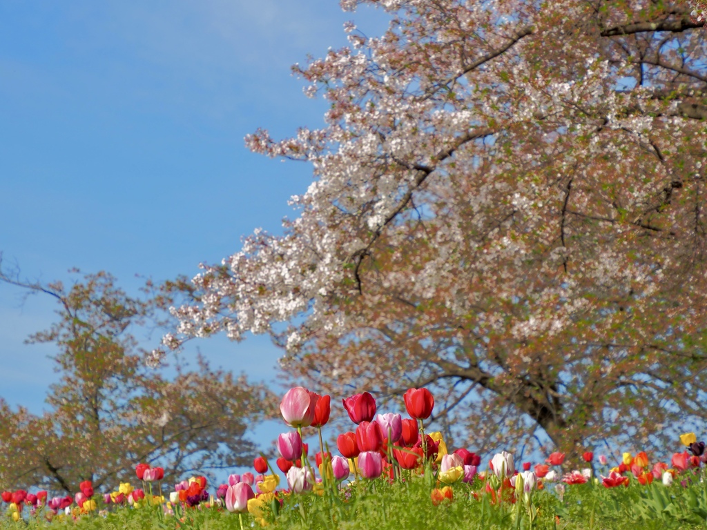 桜と