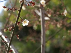公園の白梅