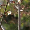 公園の白梅
