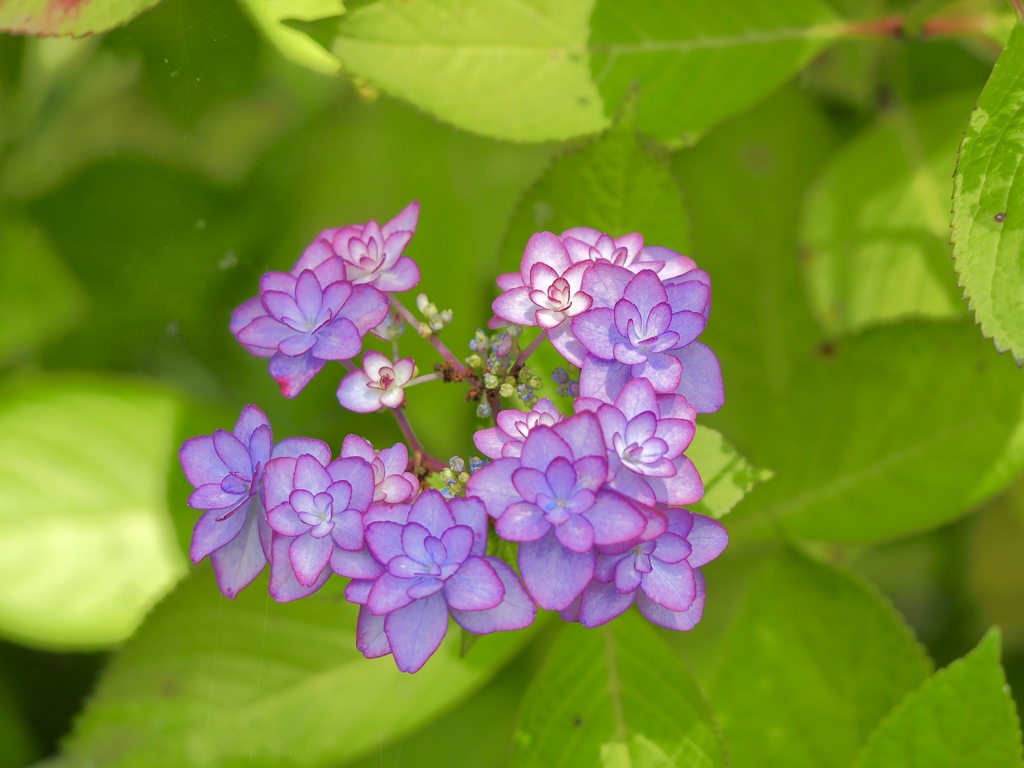 ピンクの紫陽花