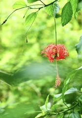 夏は風鈴