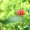 夏は風鈴