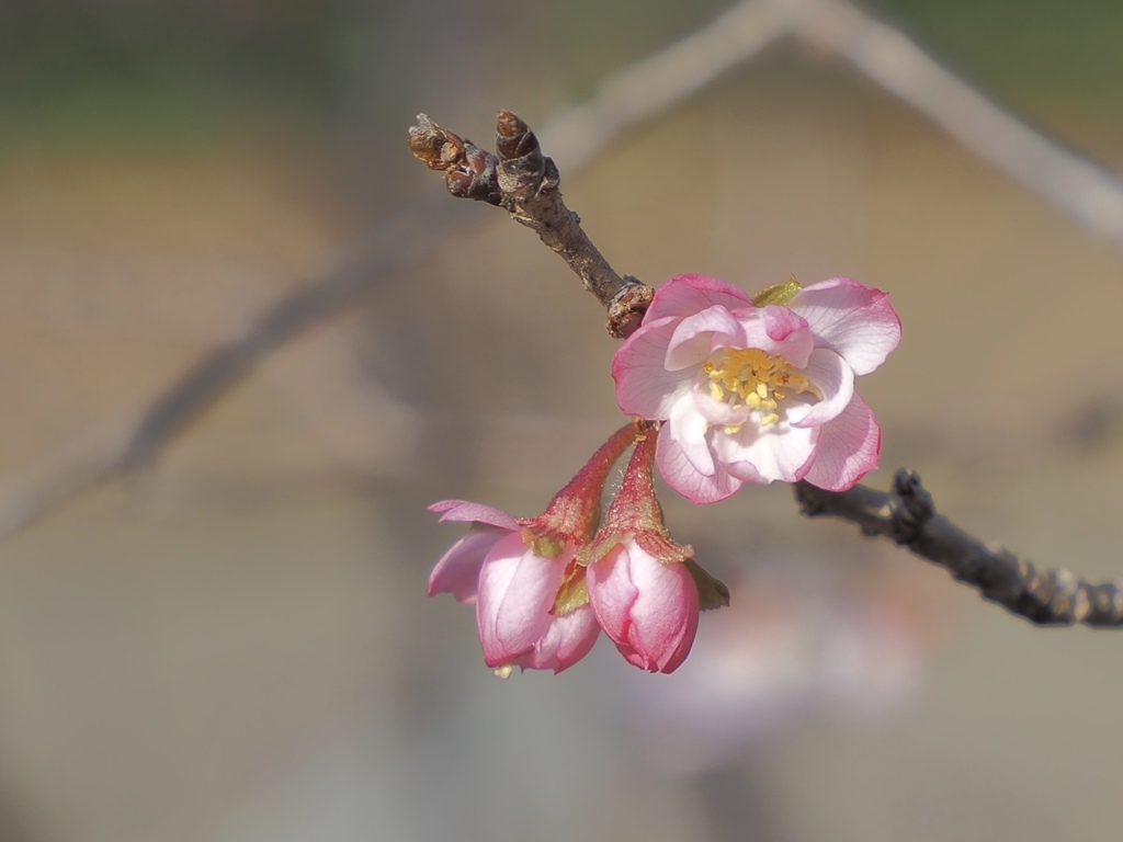 冬桜　始まり