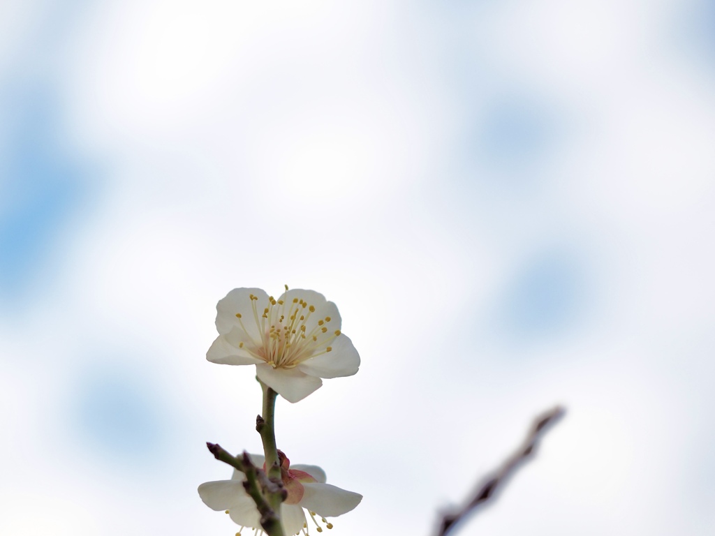 白梅　　空へ