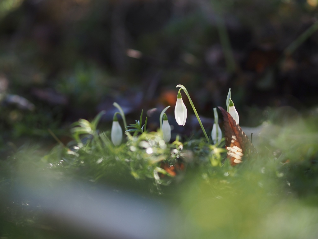 冬の妖精のランプ