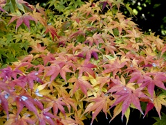 紅葉と言っても色はたくさん