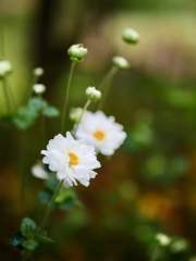 秋明菊