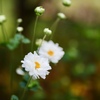 秋明菊