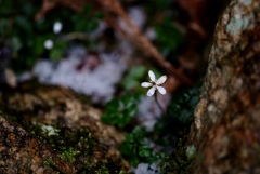 バイカオウレン