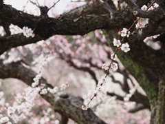大阪城の梅　④