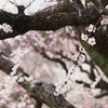大阪城の梅　④