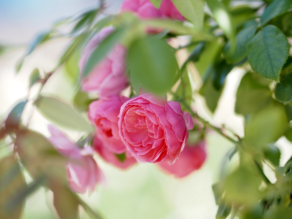 ふわりふわりと