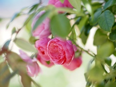 ふわりふわりと