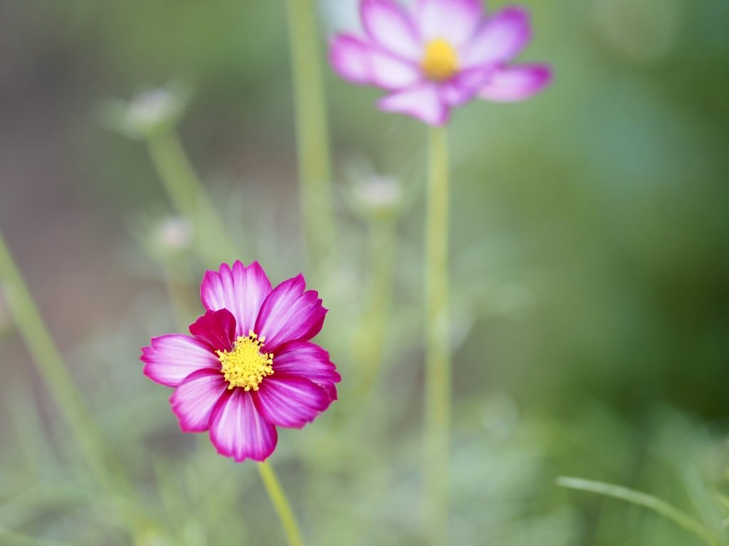 チャームポイント