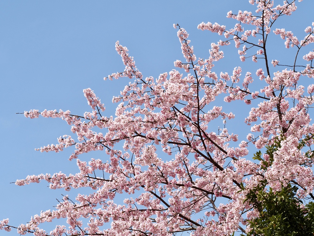 桜満開！