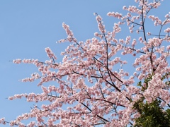 桜満開！
