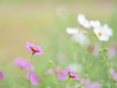コスモス咲き始めました