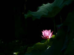 蓮の花