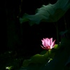 蓮の花