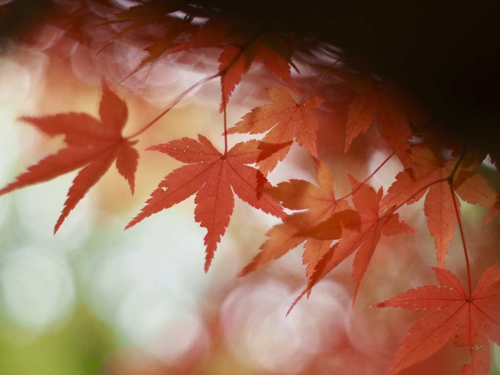紅葉