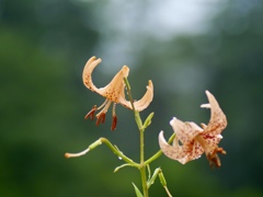 霧の中の百合