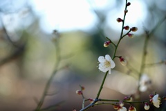 春を感じるひととき