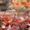 スノードロップと紅葉