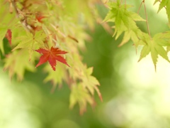 小さい秋見つけた