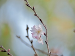 冬桜　Ⅵ