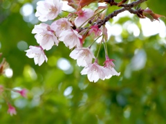 春の花　⑤