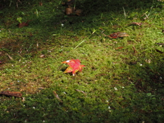 紅葉