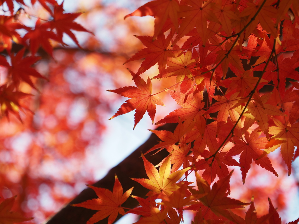 紅葉
